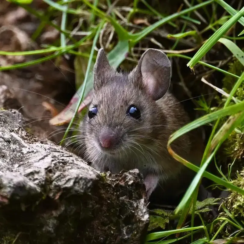 Difference Between Mouse And Rat
