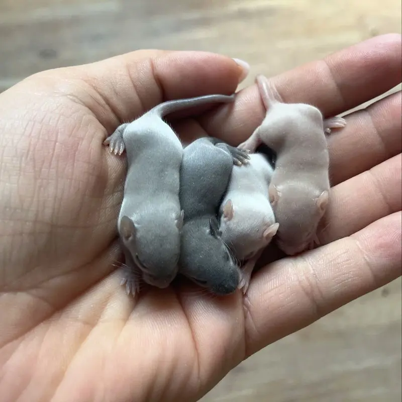 What is the difference between mouse and rat